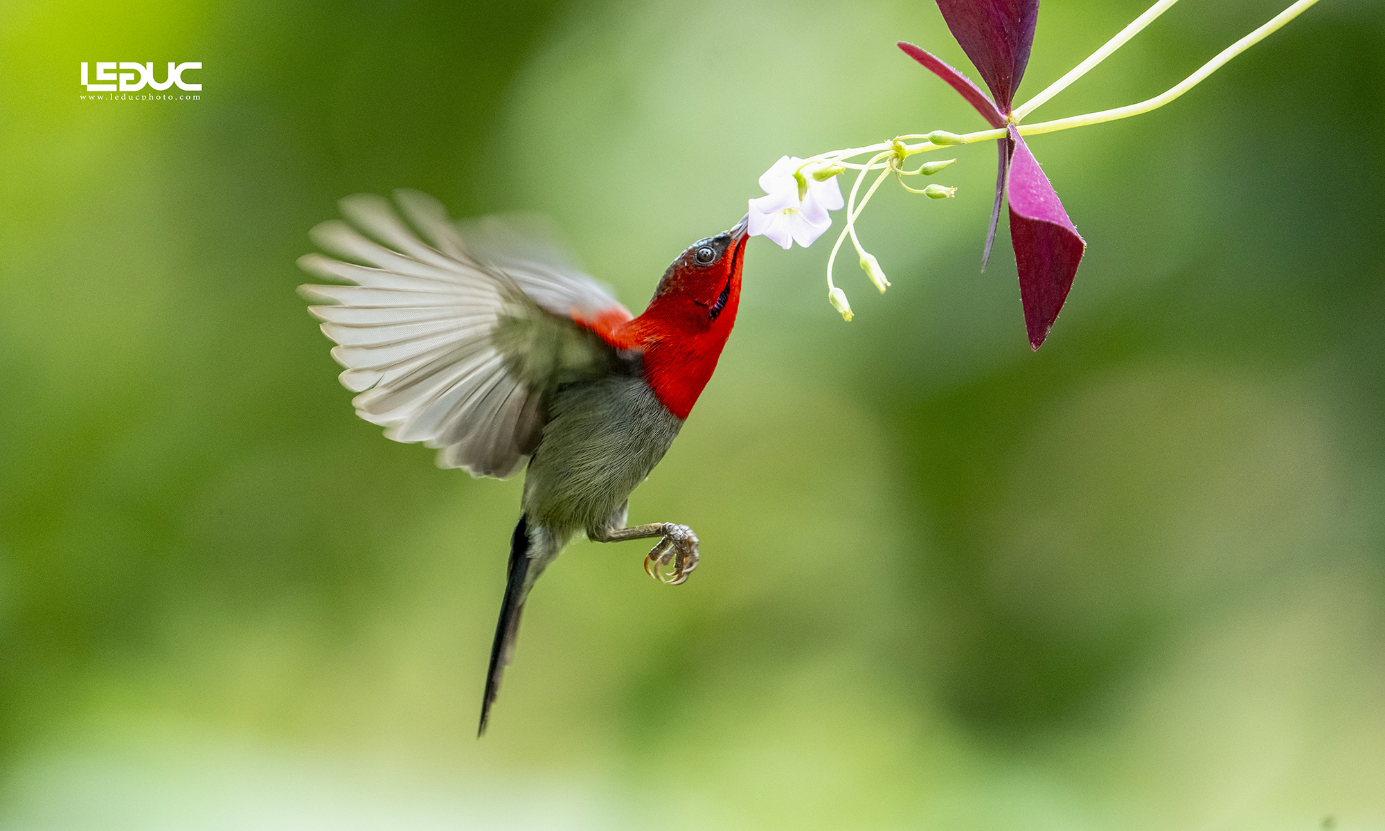 Chim hút mật - Sunbird ( Chim mặt trời )
